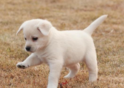 如何判斷狗狗有沒有狂犬病?一萬只狗里有幾只狗有狂犬病?