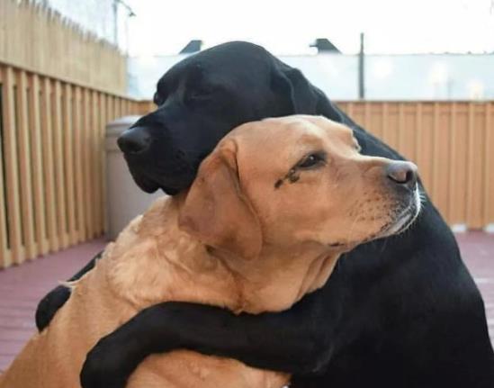 如何判斷狗狗有沒有狂犬病?一萬只狗里有幾只狗有狂犬病?