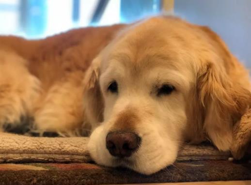 如何判斷狗狗有沒有狂犬病?一萬只狗里有幾只狗有狂犬病?