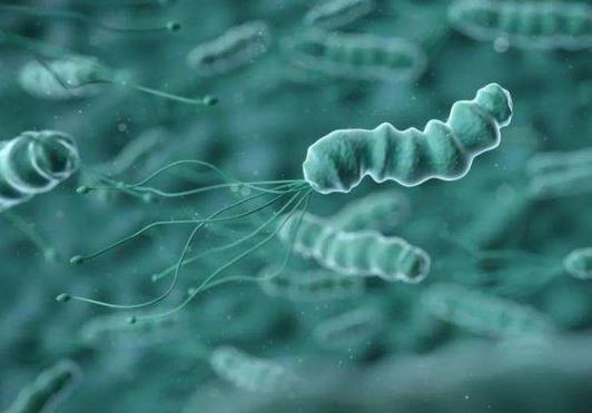 幽門螺桿菌好了還會再感染嗎?幽門螺桿菌一般存在于哪里