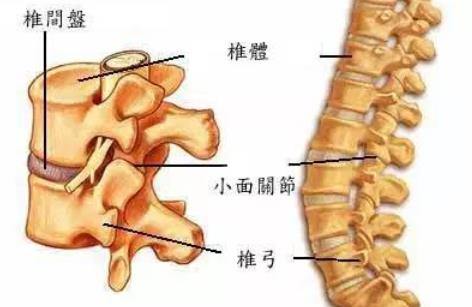 人老后為什么會越來越矮 骨質(zhì)疏松有什么癥狀要怎么預(yù)防