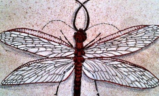 世界上最大的蜻蜓,蛇蜻蜓比巴掌還要大!