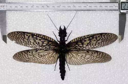 世界上最大的蜻蜓,蛇蜻蜓比巴掌還要大!