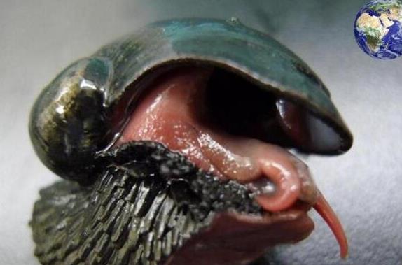 世界上最堅硬的蝸牛,鱗角腹足蝸牛子彈都無法打穿!