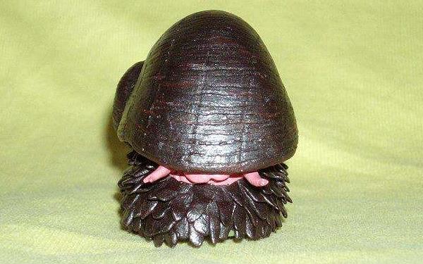 世界上最堅硬的蝸牛,鱗角腹足蝸牛子彈都無法打穿!