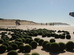 悉尼海灘驚現大量神秘綠色“海藻蛋”