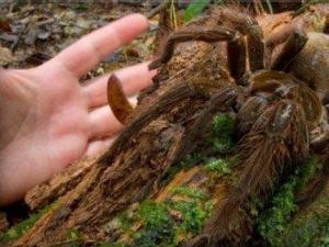 毛骨悚然!世界上最大的蜘蛛被發現