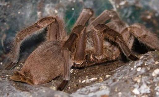 世界上最大的毒蜘蛛