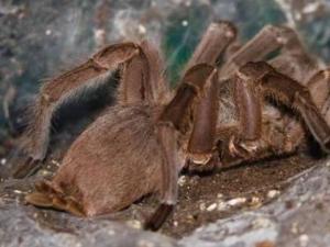 ?世界上最毒的蜘蛛巴西游走蛛 個頭大可致男性終身陽痿