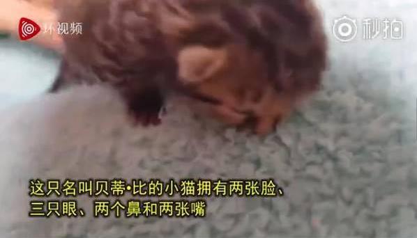 南非誕生雙臉小貓 生命力頑強 主人輪流給兩張嘴喂食成長良好