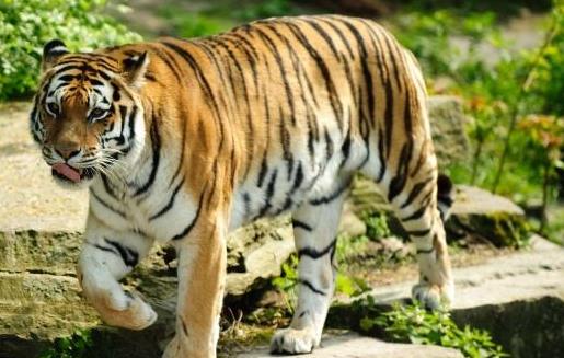 世界上最大的老虎