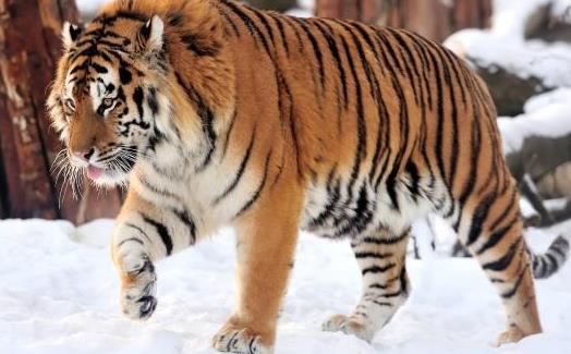 世界上最大的老虎