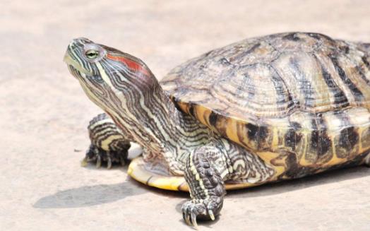 世界上智商最高的烏龜巴西龜