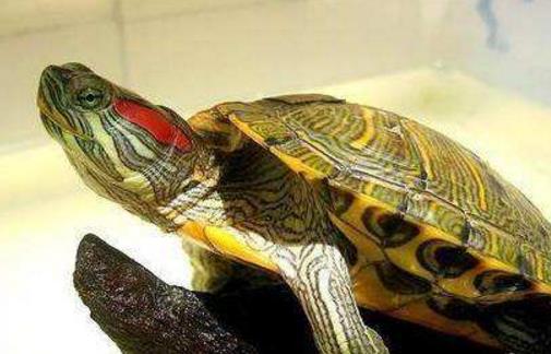 世界上智商最高的烏龜巴西龜