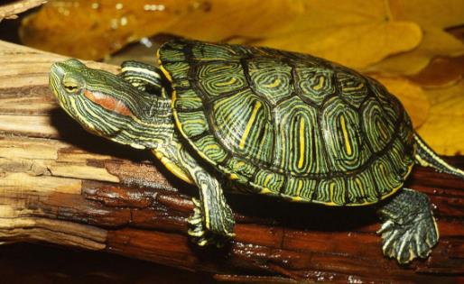 世界上智商最高的烏龜巴西龜