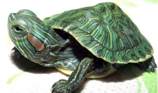 世界上智商最高的烏龜巴西龜