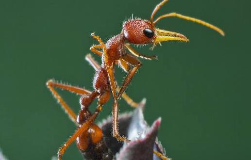 世界上最大的螞蟻