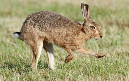 世界上最快的兔子