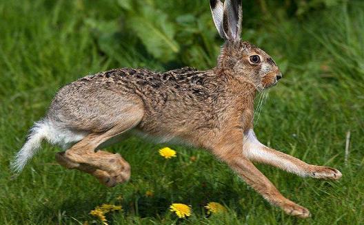 世界上最快的兔子