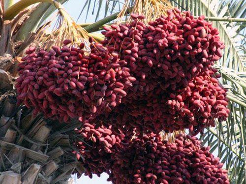 世界上生產(chǎn)椰棗最多的是哪個國家?伊拉克棗椰樹簡介