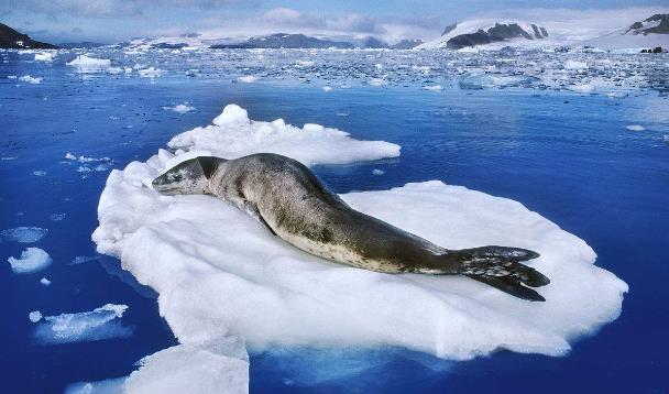 最先到達(dá)南極洲的人是誰?南極洲的面積有多大