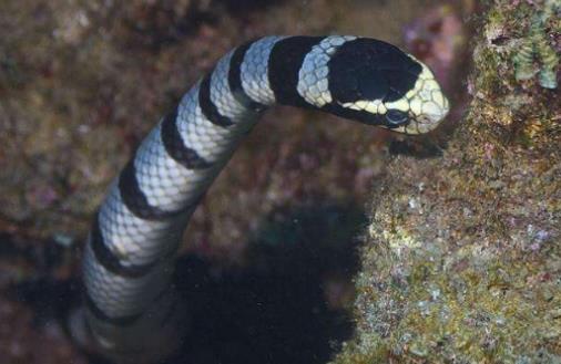 世界最毒的蛇 帝皇眼鏡蛇王攻擊人類后4分鐘斃命