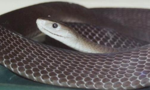 世界最毒的蛇 帝皇眼鏡蛇王攻擊人類后4分鐘斃命