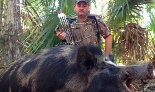 世界上最大的野豬 重1070斤高1.7米長3米比老虎還要大