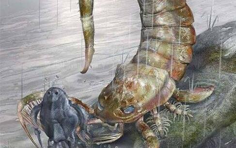 史前最大蝎子 布龍度蝎子光是毒刺就有拳頭那么大