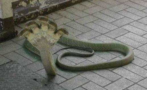 世界上最怪異的蛇 印度神廟的五頭蛇真實性受質疑