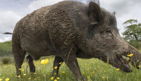 世界上最大的野豬 重1070斤高1.7米長3米比老虎還要大