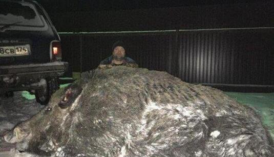 世界上最大的野豬 重1070斤高1.7米長3米比老虎還要大