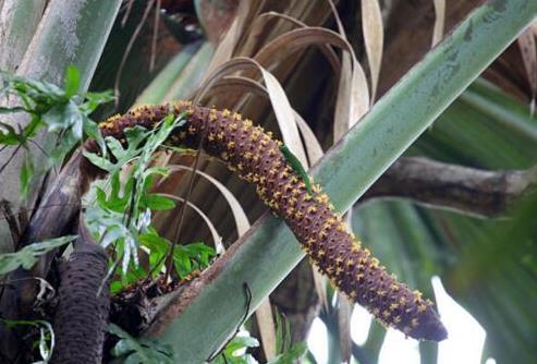 世界上最大的果實 雌雄海椰子酷似男女生殖器