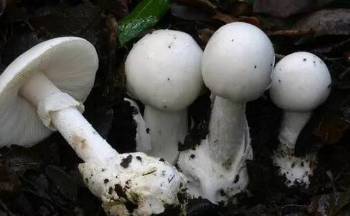 世界上最致命的蘑菇 死亡帽吃一口就無(wú)藥可救