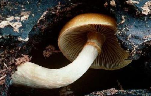 世界上最致命的蘑菇 死亡帽吃一口就無(wú)藥可救