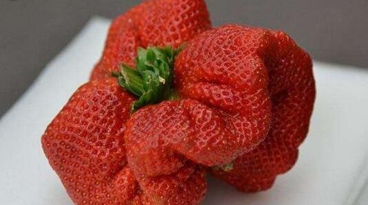 世界上最大的草莓 日本農(nóng)民種出半斤大草莓打破世界紀(jì)錄
