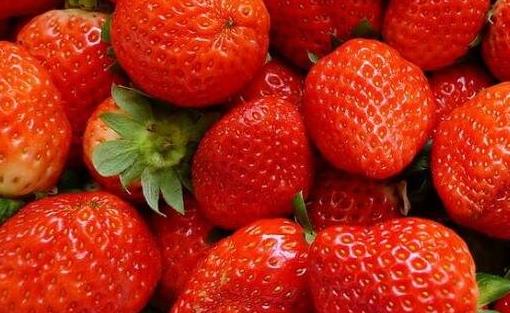 世界上最大的草莓 日本農(nóng)民種出半斤大草莓打破世界紀(jì)錄