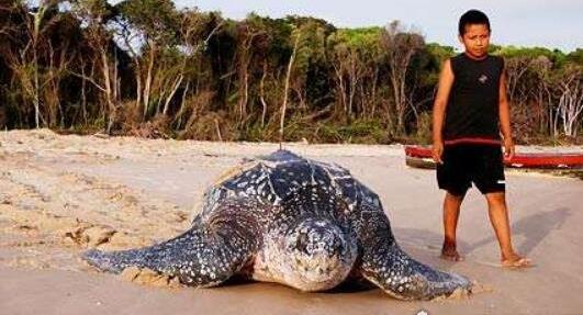 世界上最大千年老龜 長達2.6米重達916公斤因誤食塑料而亡