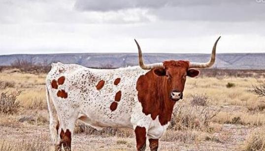 世界上角最長的牛 一頭雙角近3米長的牛打破世界紀錄