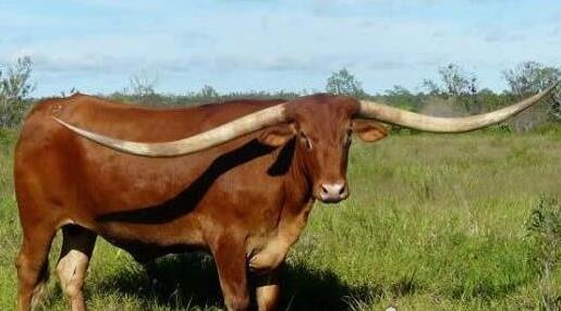 世界上角最長的牛 一頭雙角近3米長的牛打破世界紀錄