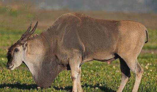 世界上最大的羊 大羚羊比牛還要大 最長3.5米最重1000公斤