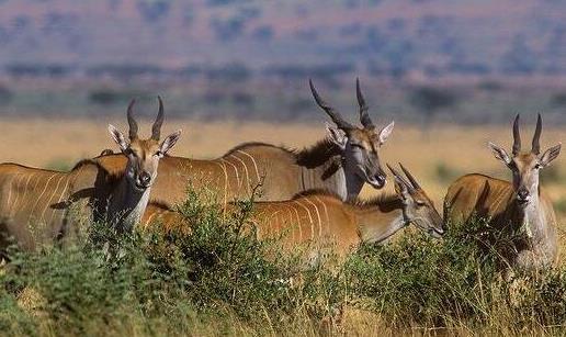 世界上最大的羊 大羚羊比牛還要大 最長3.5米最重1000公斤