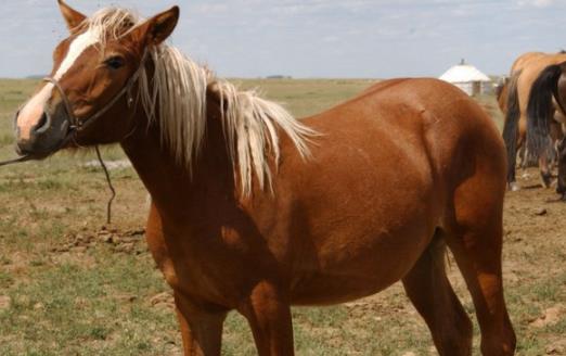 世界上耐力最好的馬 蒙古馬可以連續十天日行100千米