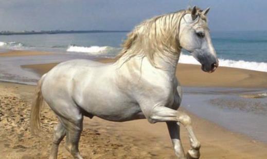 世界上耐力最好的馬 蒙古馬可以連續十天日行100千米