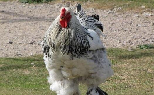 世界上最大的雞 美國巨型雞高1.2米 最大的比牛還要大