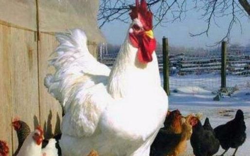 世界上最大的雞 美國巨型雞高1.2米 最大的比牛還要大