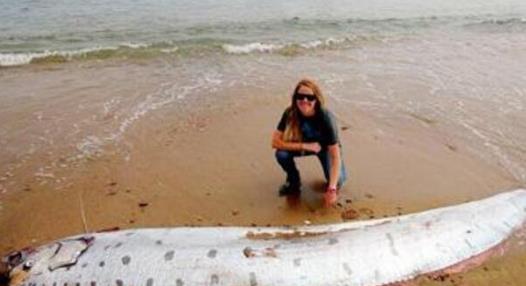 世界上最大的帶魚 巨型皇帶魚長達15米重540斤