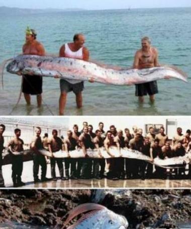 世界上最大的帶魚 巨型皇帶魚長達15米重540斤