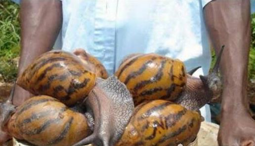 世界上最大的蝸牛 巨型蝸牛長達20cm