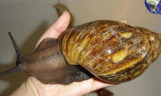 世界上最大的蝸牛 巨型蝸牛長達20cm